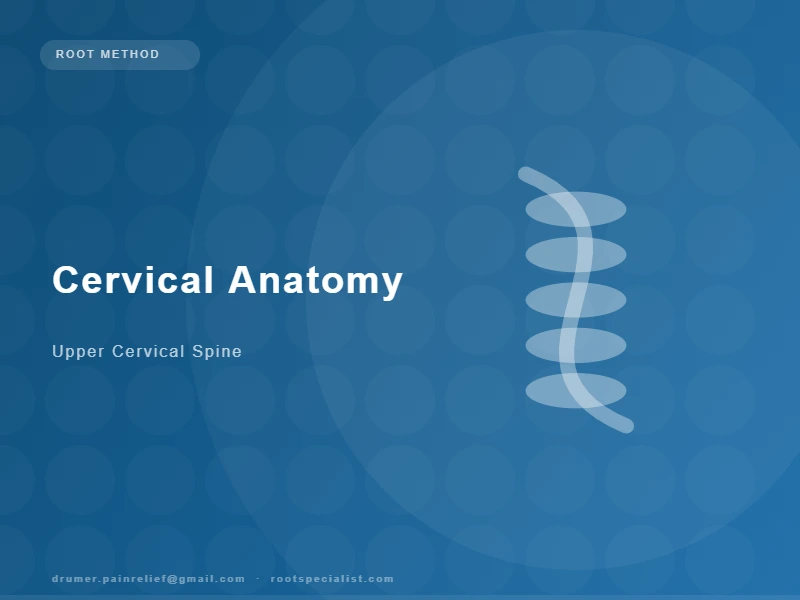 Anatomical illustration of the upper cervical spine showing C1-C3 joints and suboccipital nerve pathways