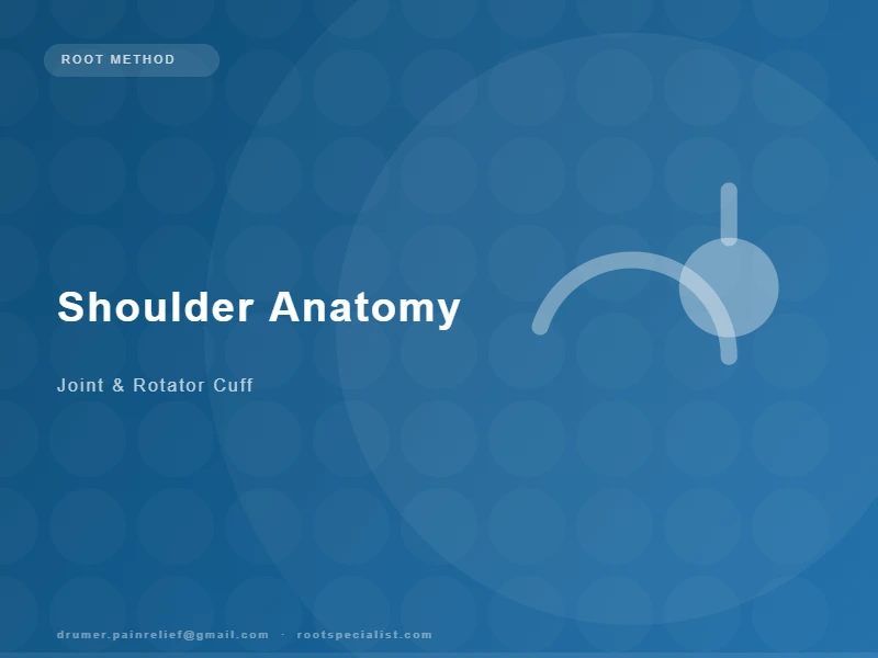 Anatomical illustration of the shoulder showing the rotator cuff tendons, glenohumeral joint, and acromioclavicular joint
